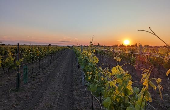 Sonnenuntergang Weingarten