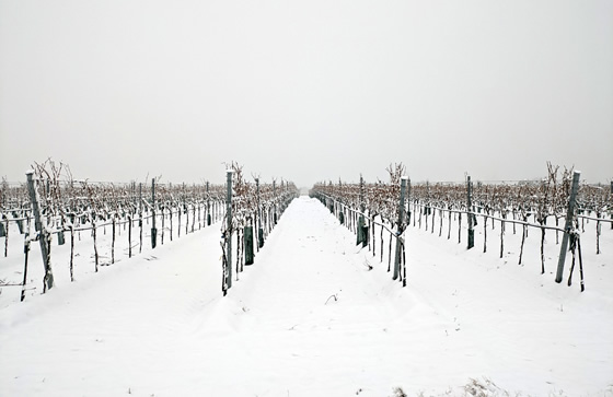 Weingarten Winter